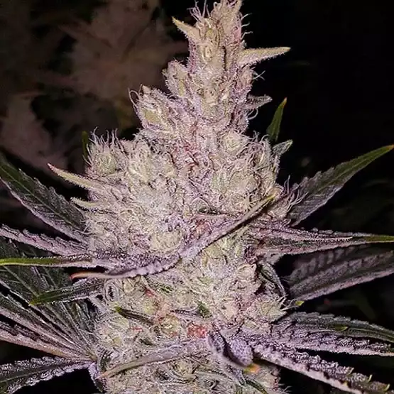 Cannabissamen Orange Kush Cake R1 feminisiert für Indoor und Outdoor